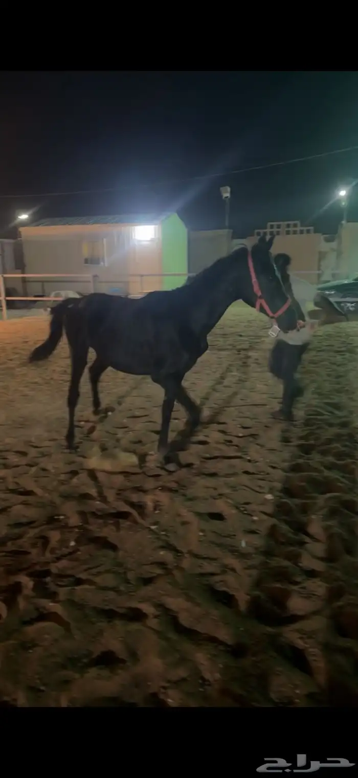 مهر عمره سنيتن الموقع ديراب 4