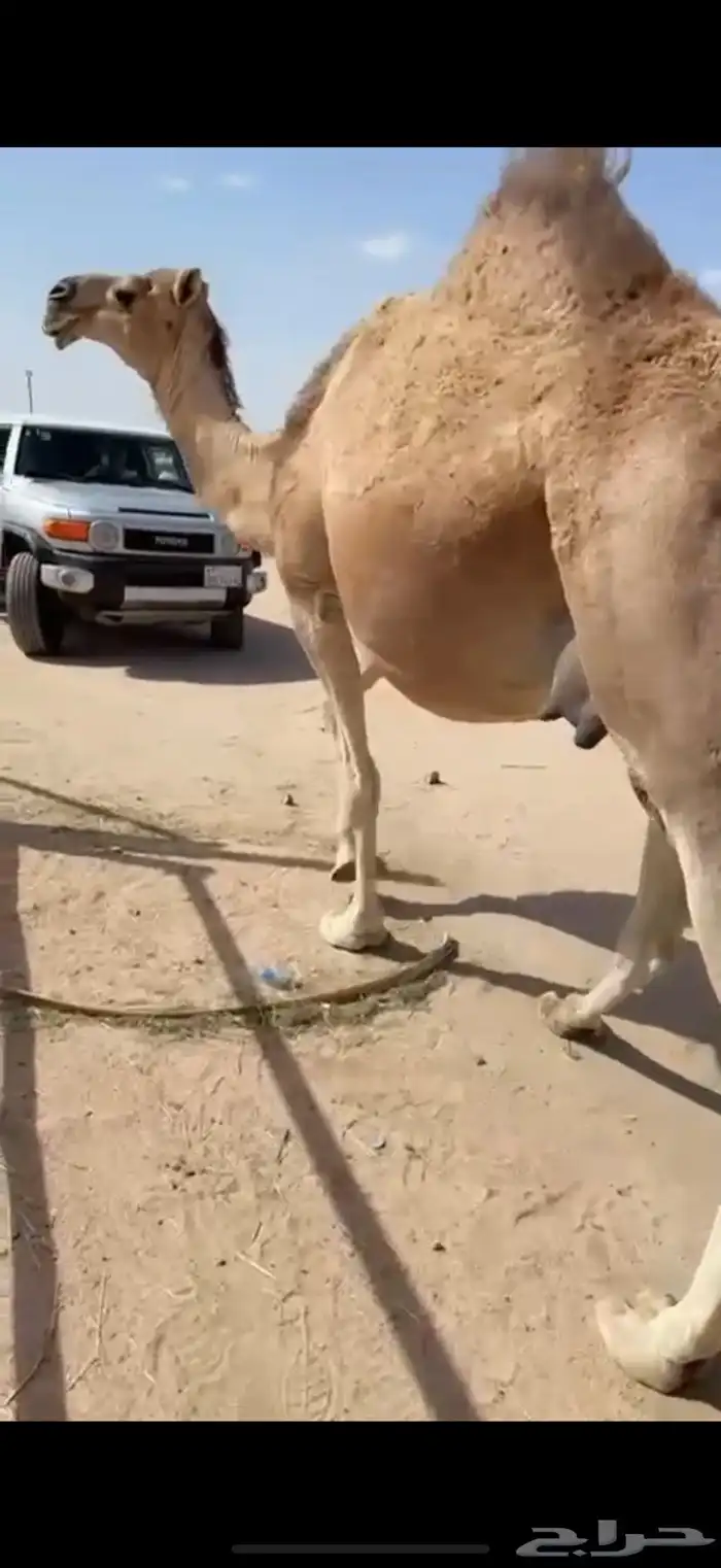 للبيع ناقه ملاقي 0