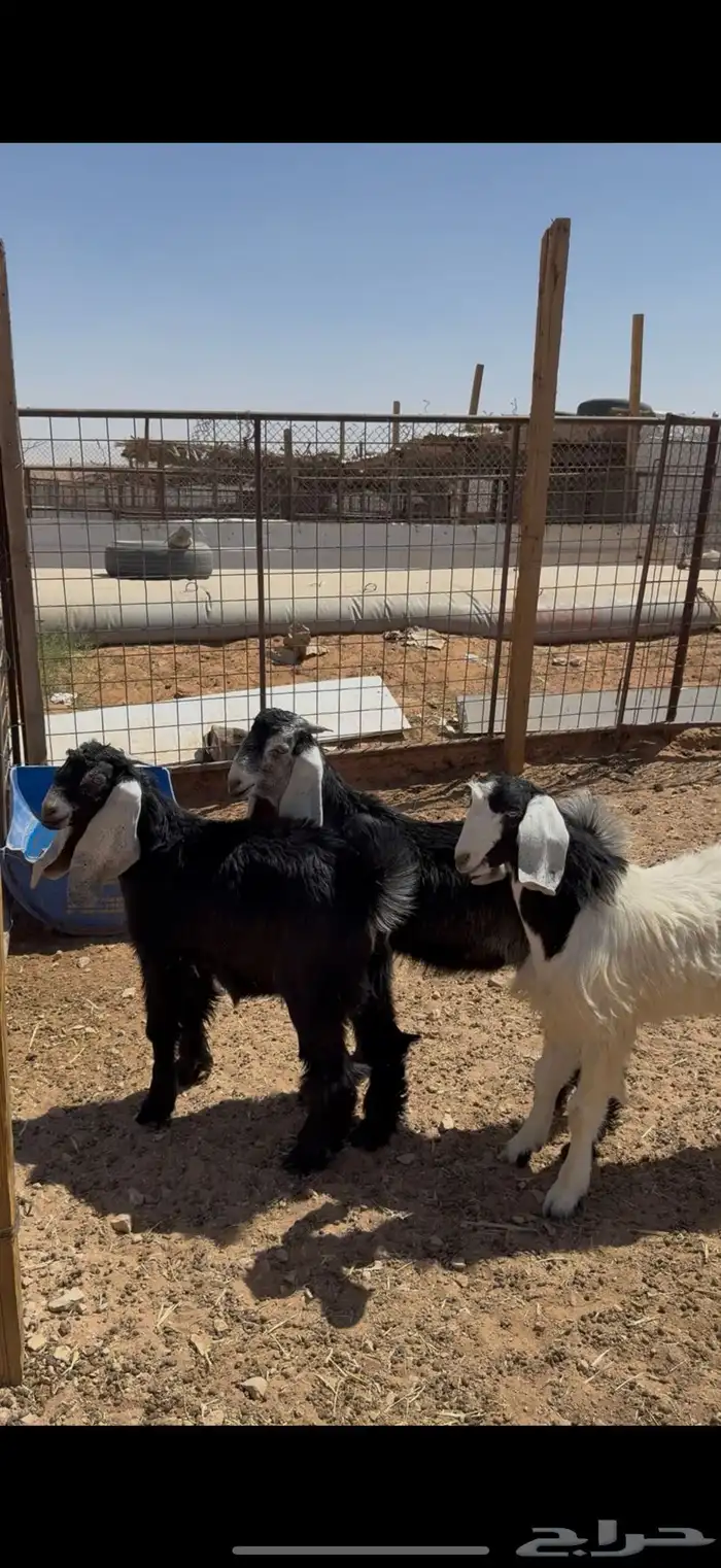 ذبايح ذبيحه نعيم حري تيس تقسيط تمارا 3