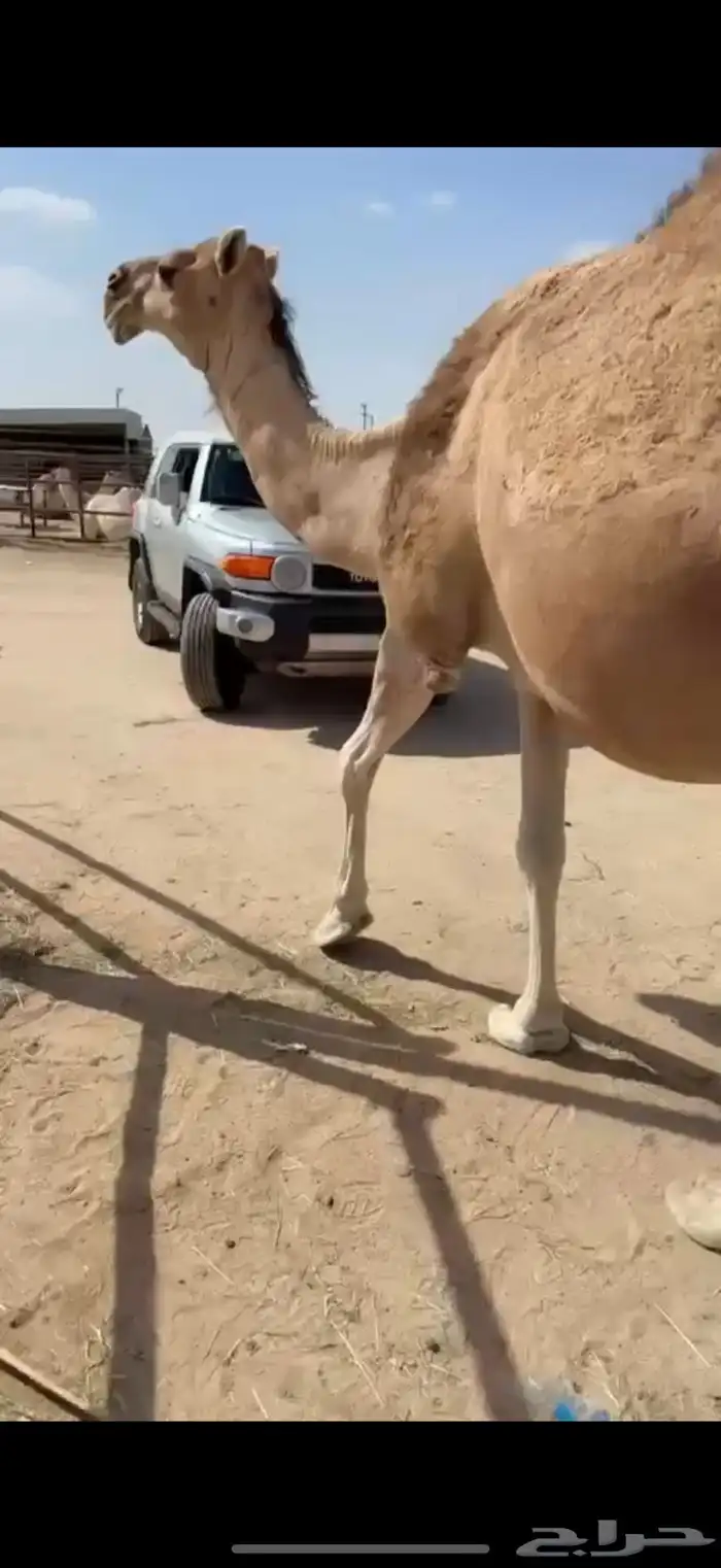 للبيع ناقه ملاقي 2