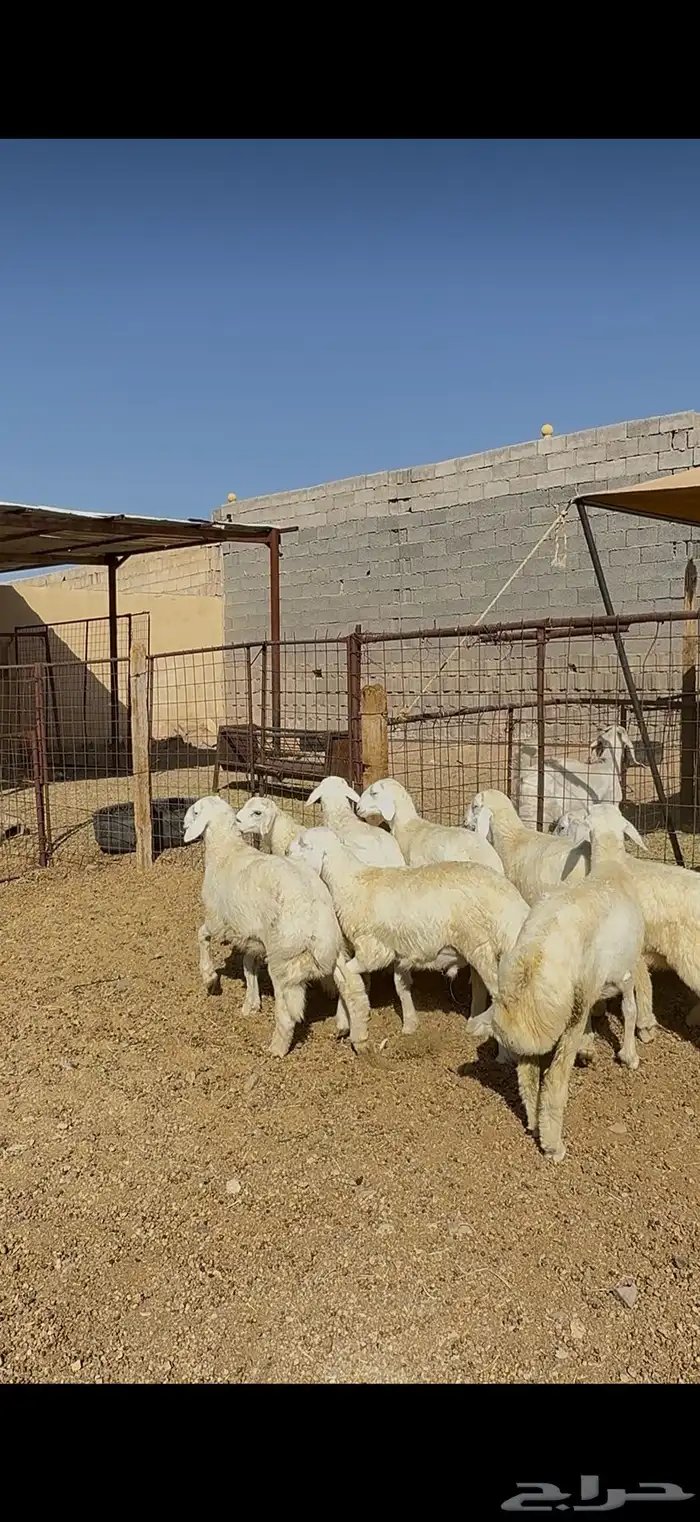 طليان وتيوس وسواكن ذبايح للبيع مع خدمة الذبح والتوصيل 12