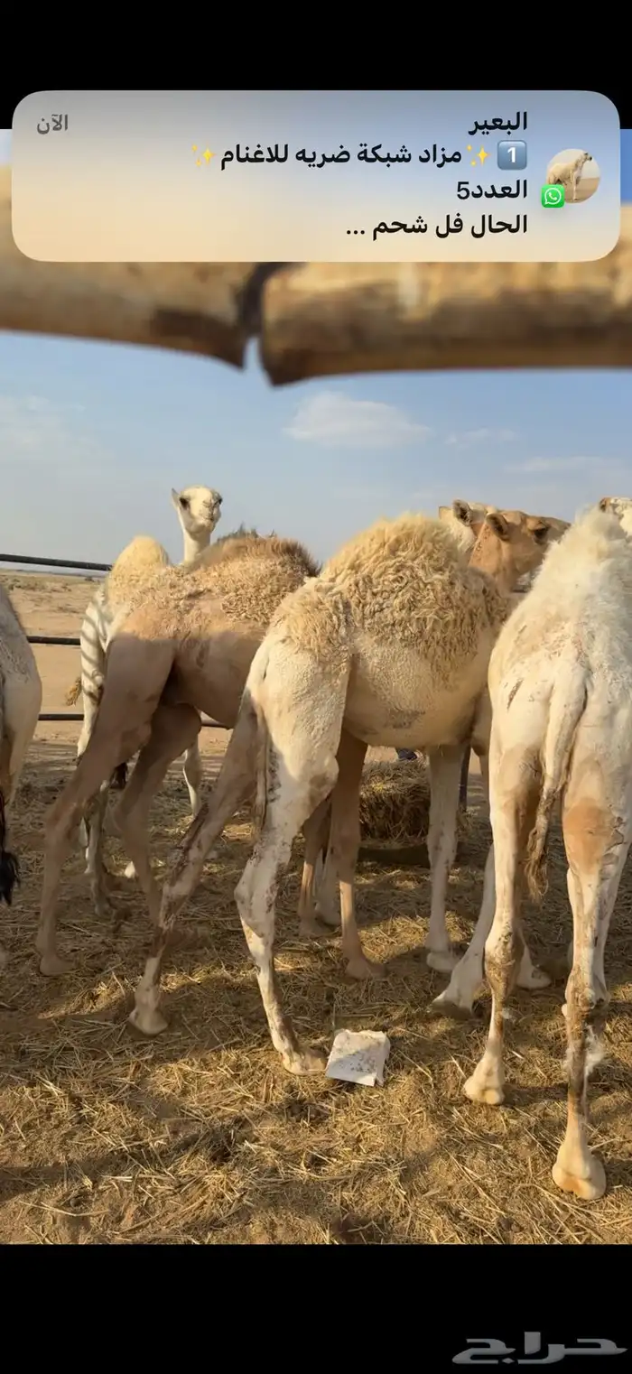 حشو قصب فاخره 5