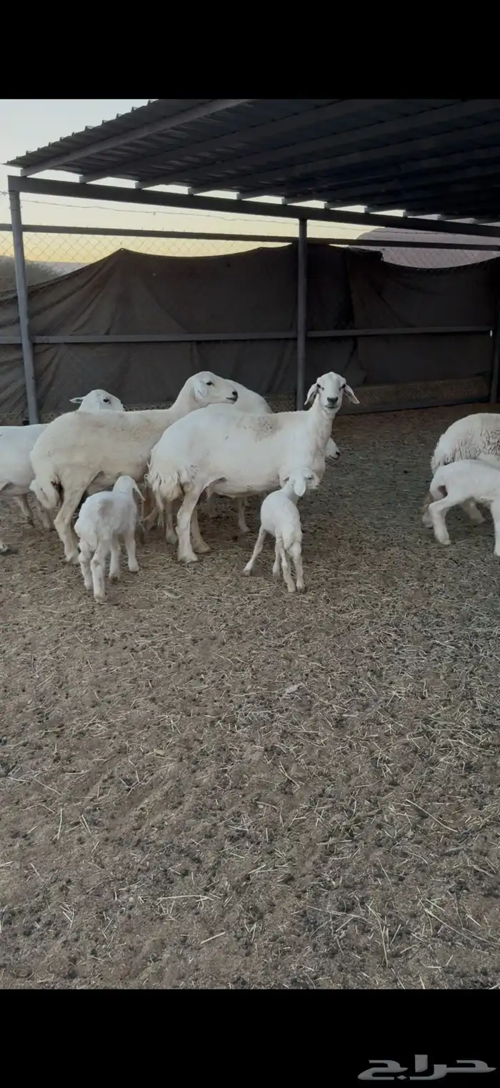 حريات متابيع 2