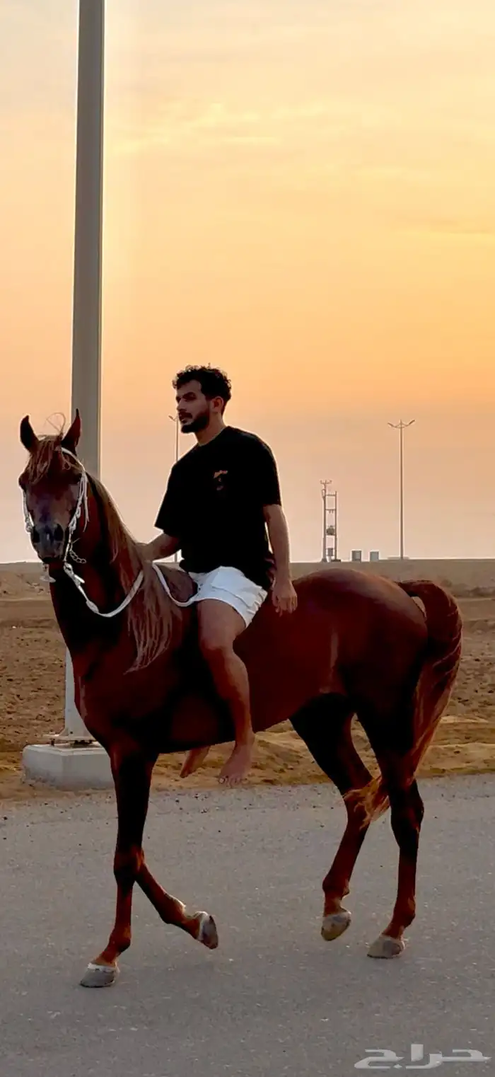 خيل 4