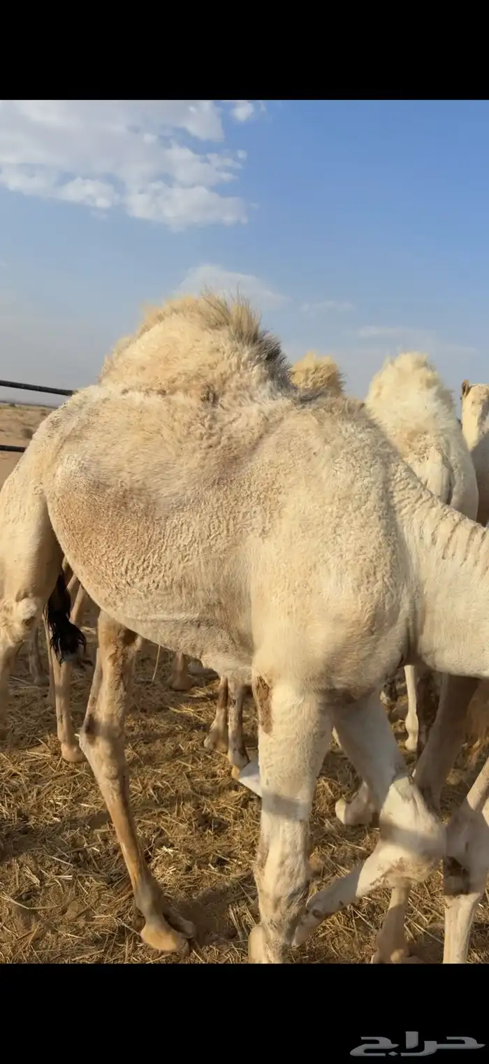 حشو قصب فاخره 1