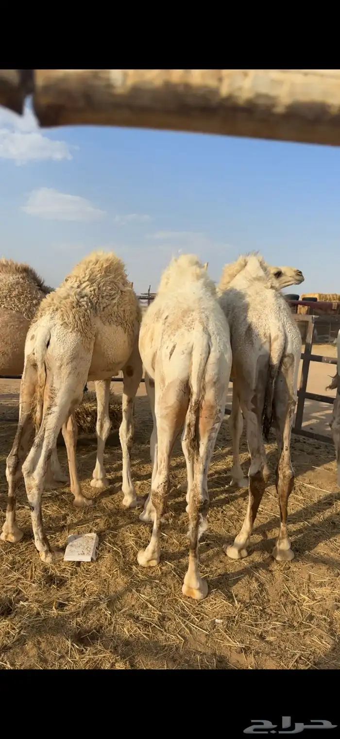 حشو قصب فاخره 2