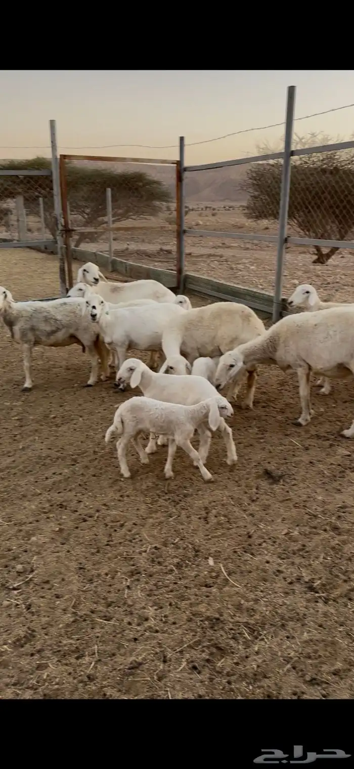 حريات متابيع 1