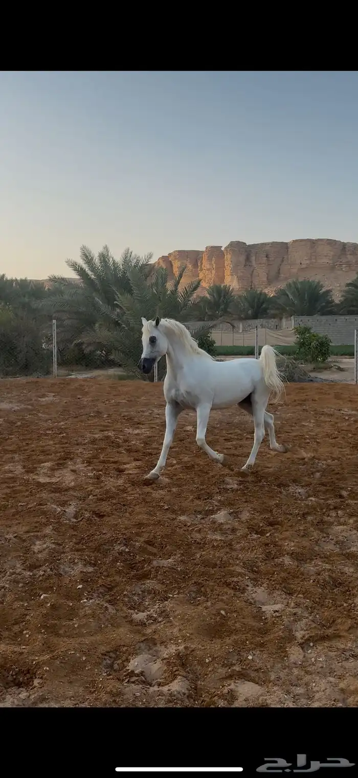 حصان واهو فاخر 2
