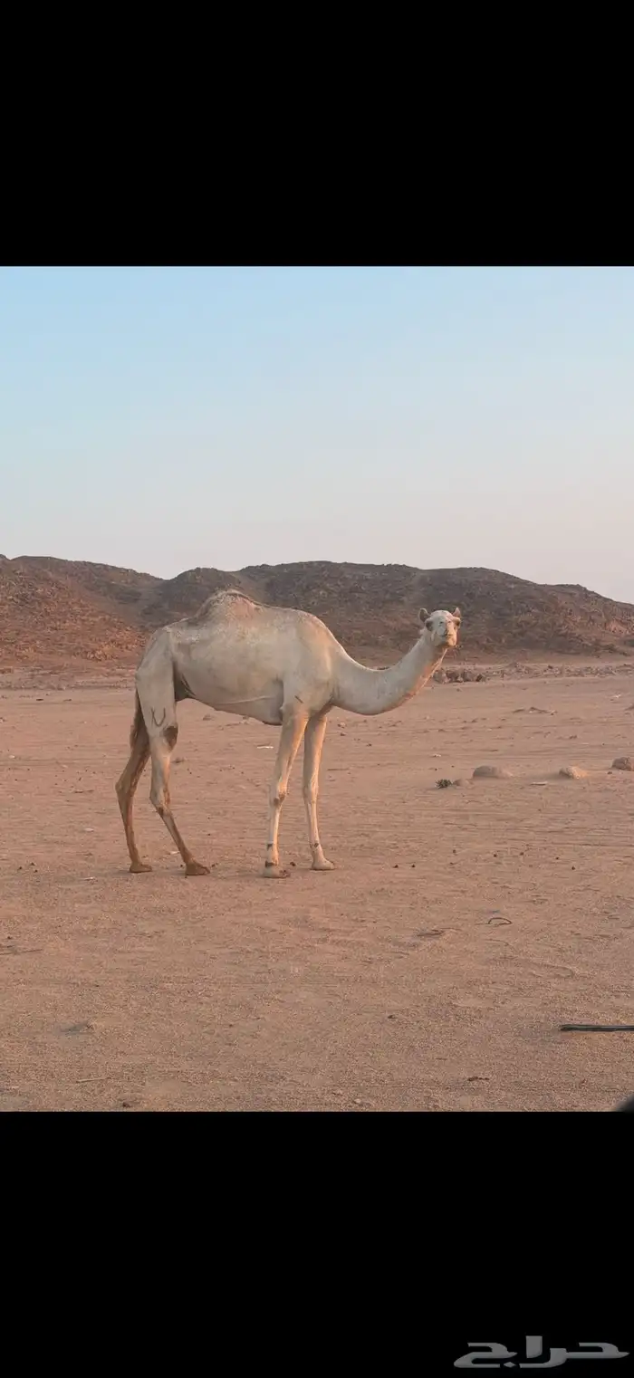 ناقه حايل للبيع 0