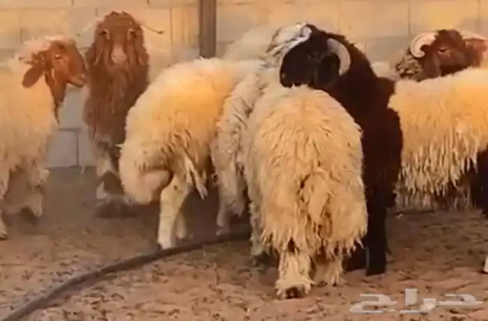 جذعان نعيم بلدي طيبه 1
