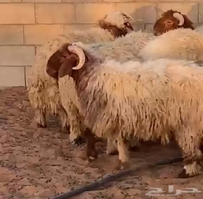 جذعان نعيم بلدي طيبه 3