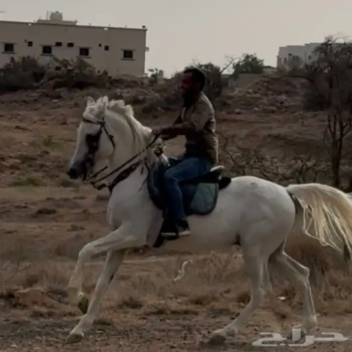 خيل 2
