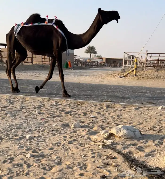 للبيع ضروبه كفو 0