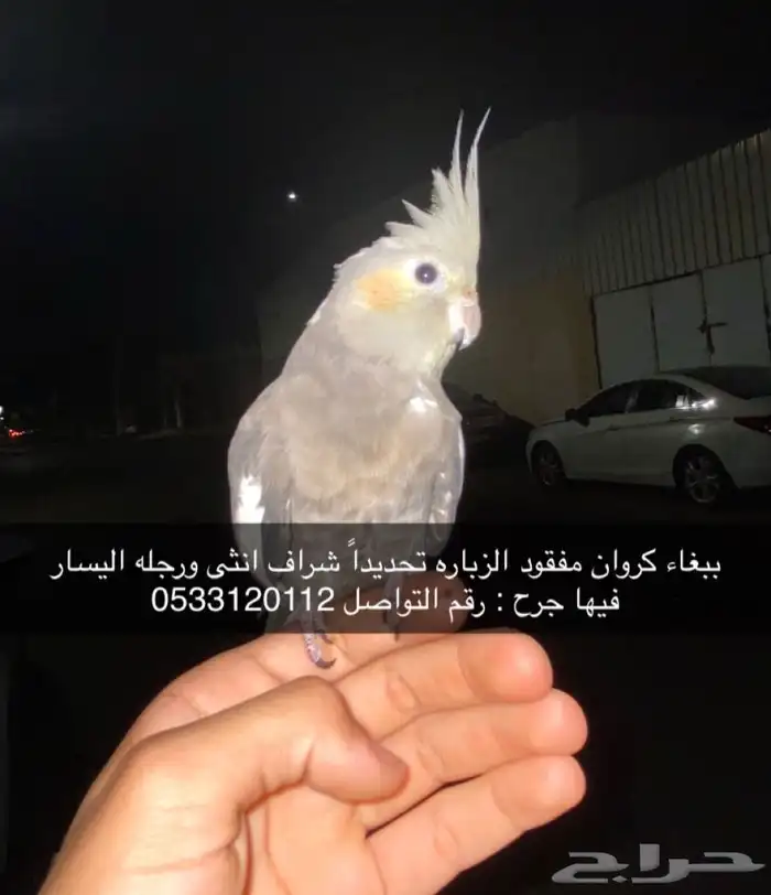 ببغاء مفقود 0