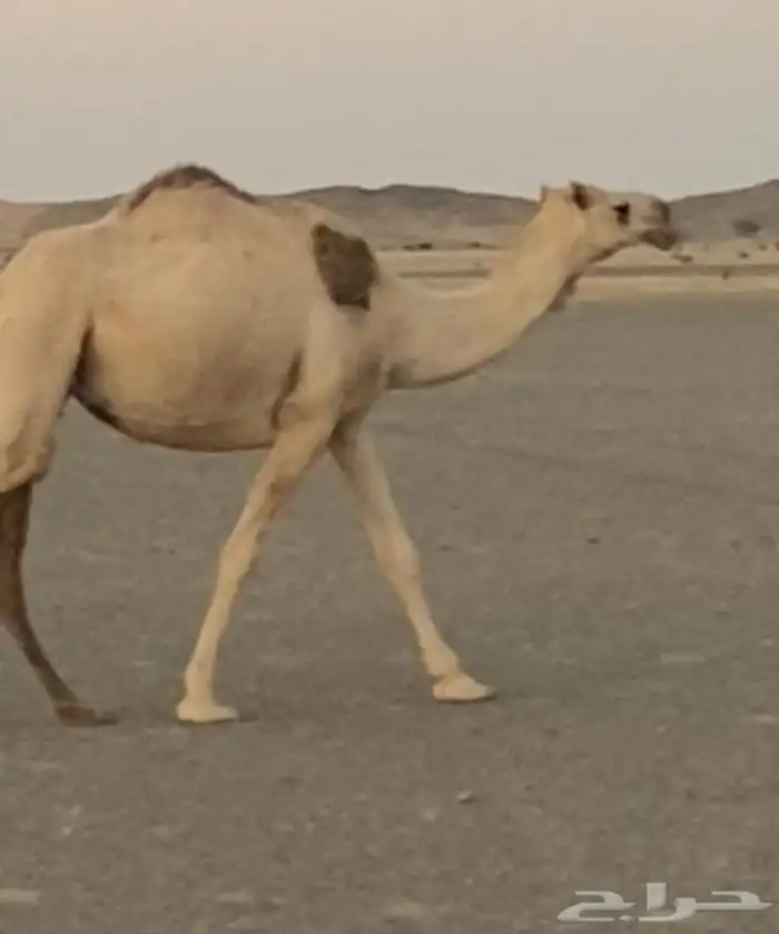 بكر شقحا عشرا ثنيه 1