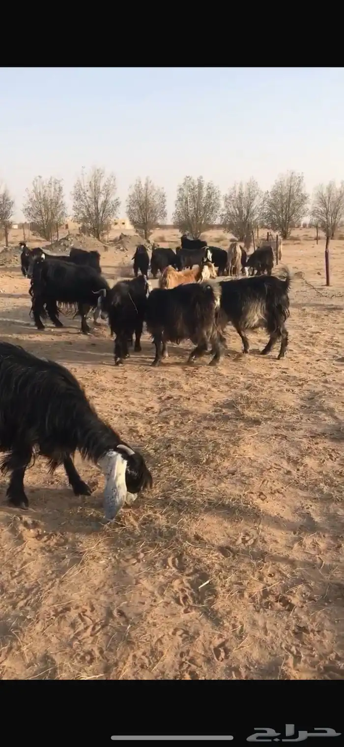 معزا عوارض 4