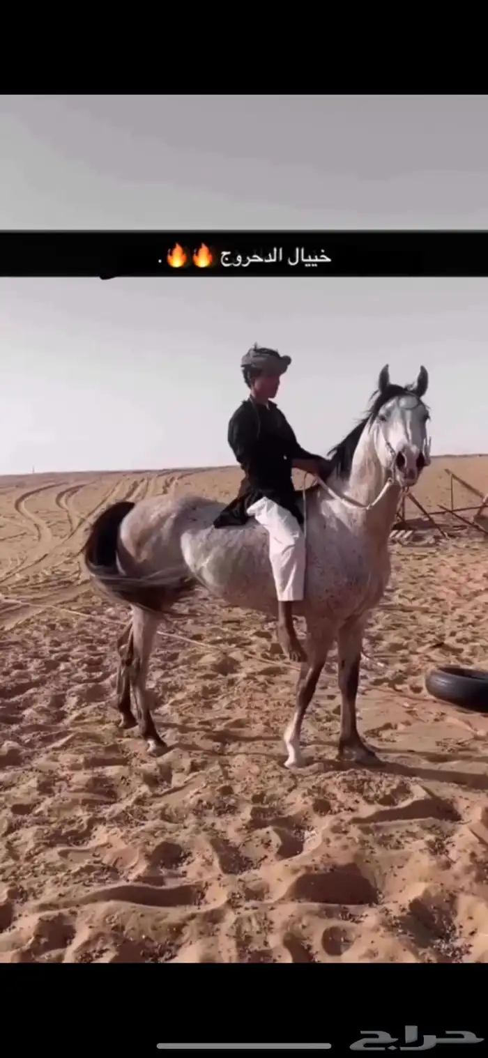 حصان شعبي 0