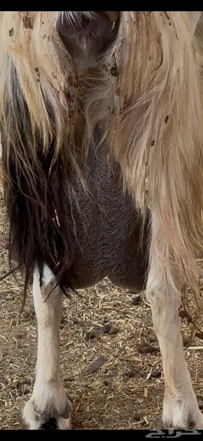 عنز مصريه حليب شرط 6