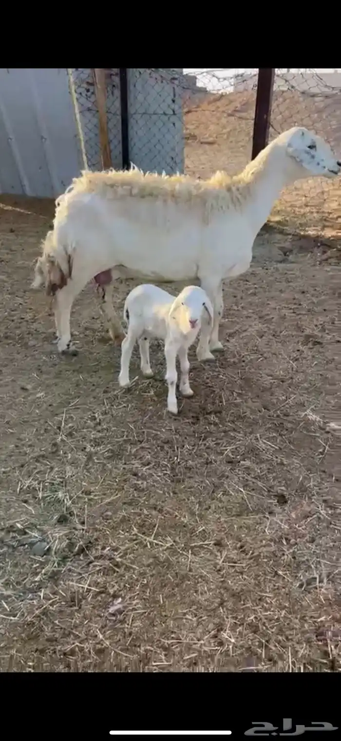 شاه صنف سنها سديس تحتها خروف رايم شرط وديدها سليم(تم البيع) 0