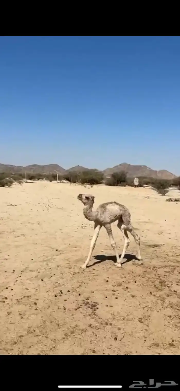 خلفه مصغر وضحى اراك غزير 3