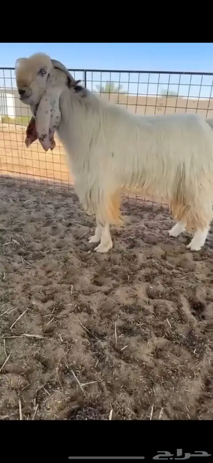 للبيع فحل مطور كفو 1