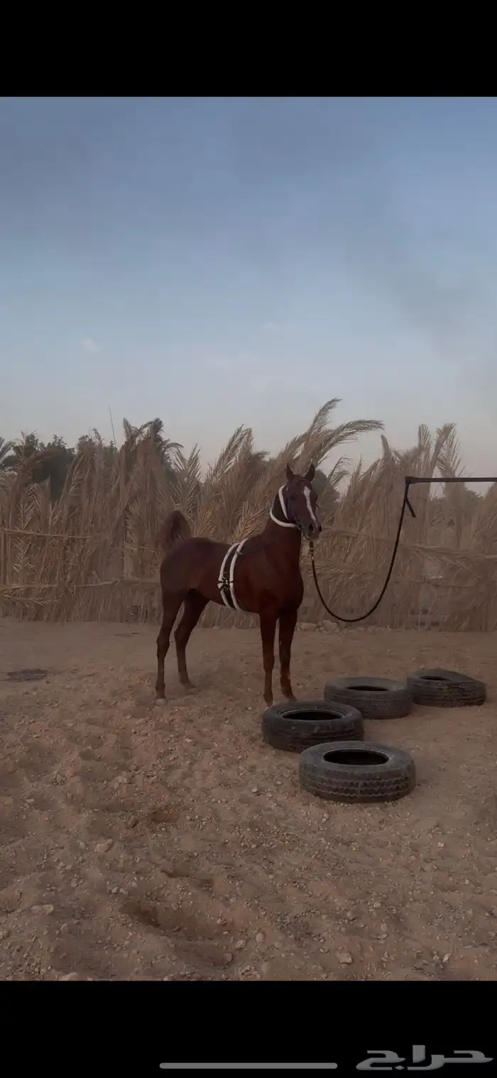 خيل شعبي 0