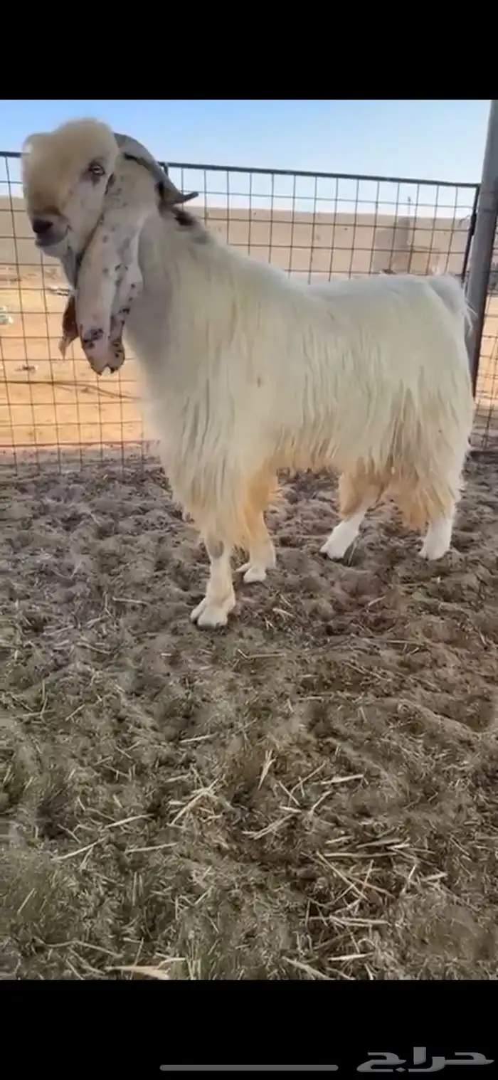 للبيع فحل مطور كفو 0