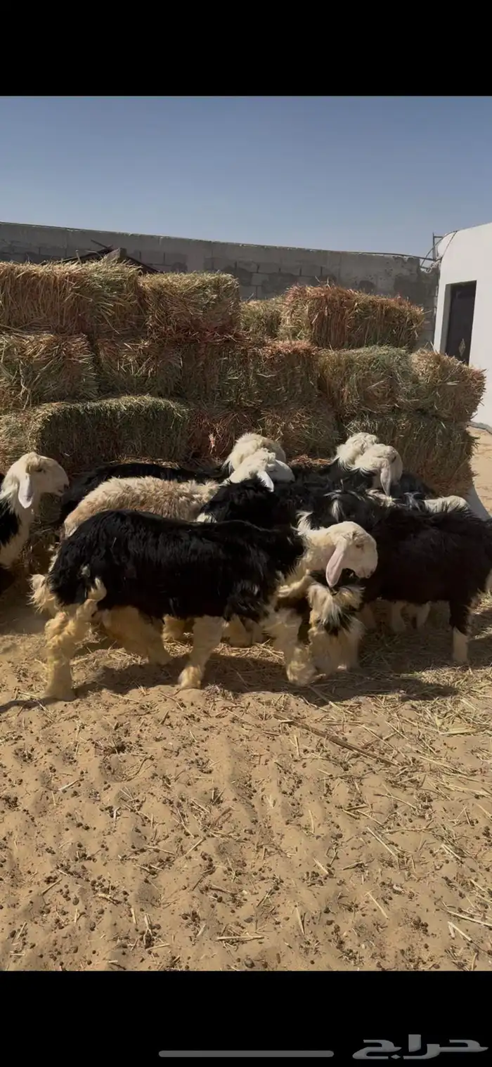 ذبايح نجدي بري نظيف 2