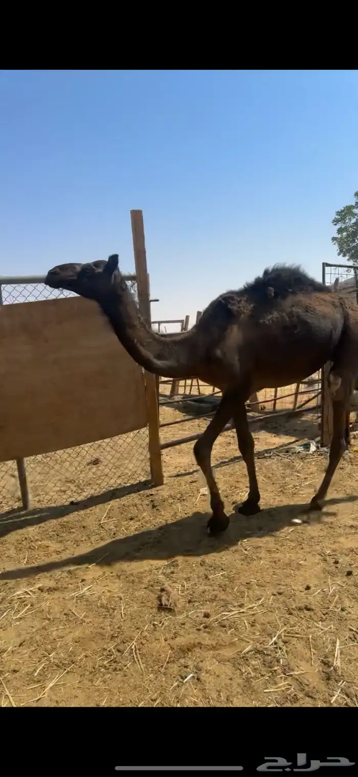 قعدان مجاهيم طيبه عدد 3 5