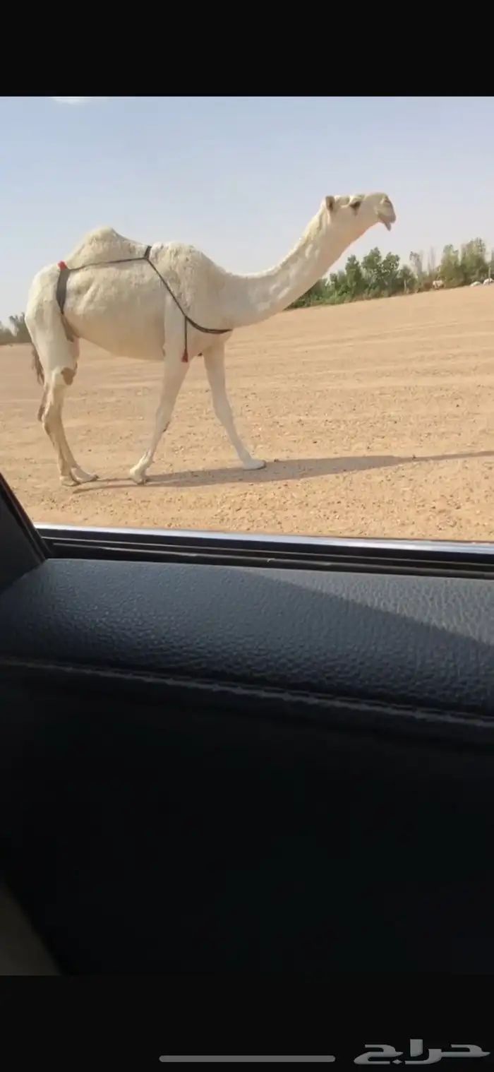 البل 0