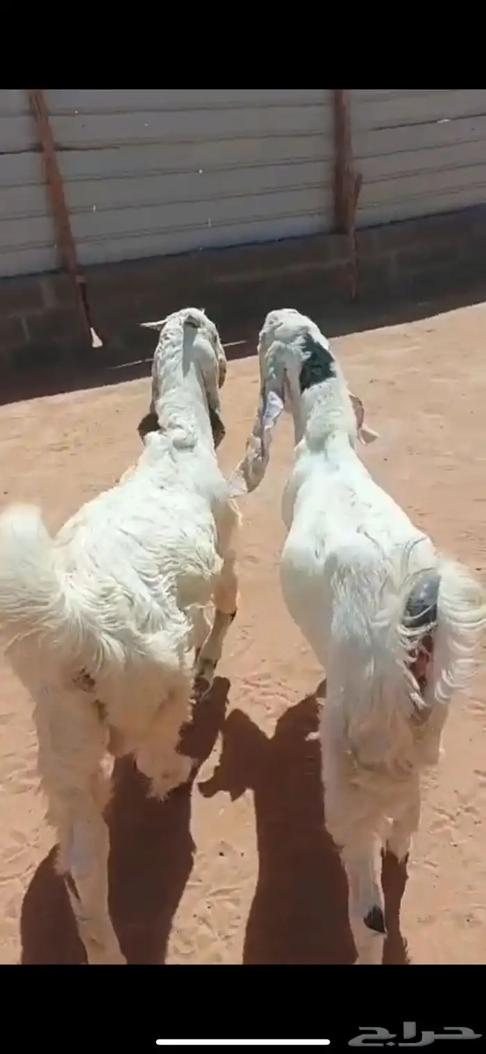 تيوس صنف مقفله فل الي بيذبح ولا يقني على السوم 0