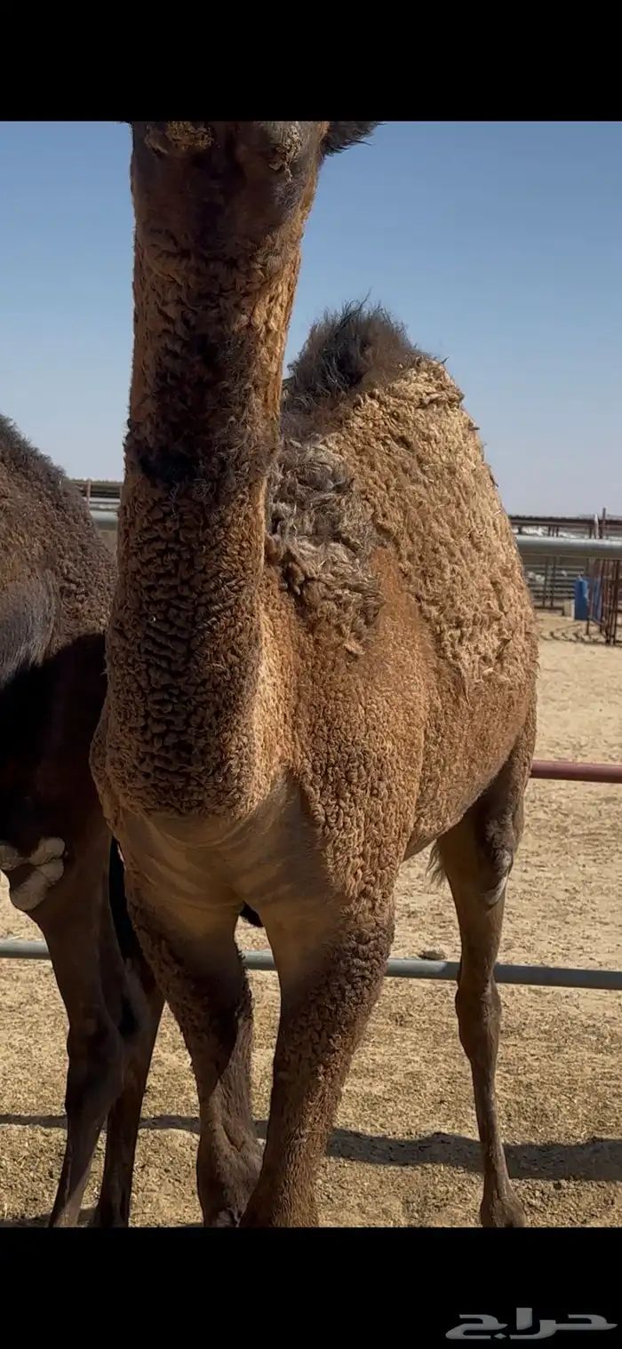 حشوان مغلقة 6