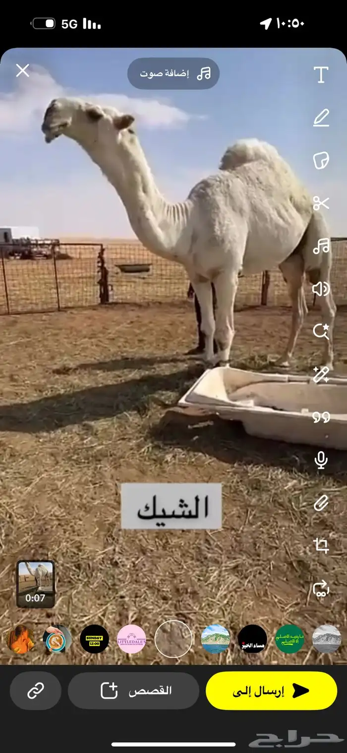 اللقحه الوضحا السديس 1