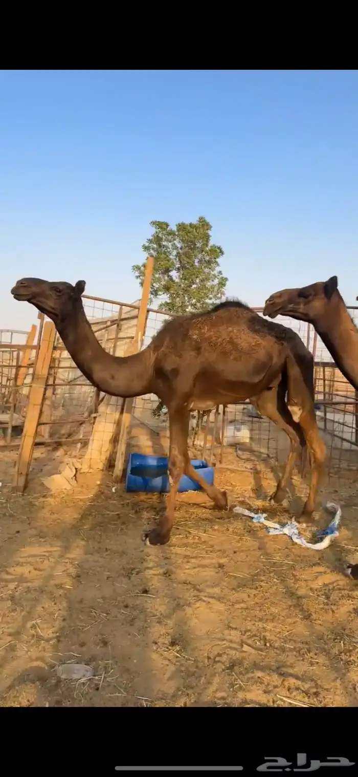 قعدان مجاهيم طيبه عدد 3 8