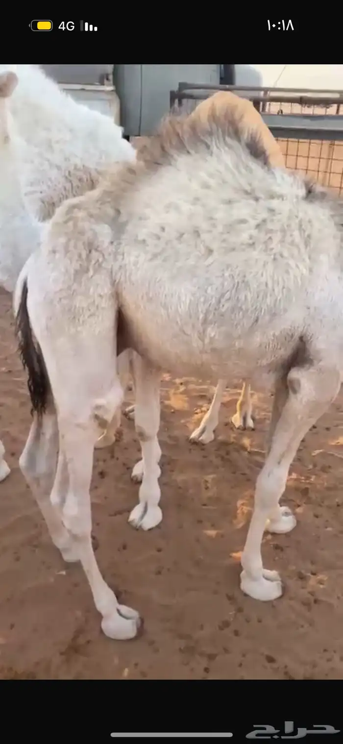 حوار قصب لباني 1