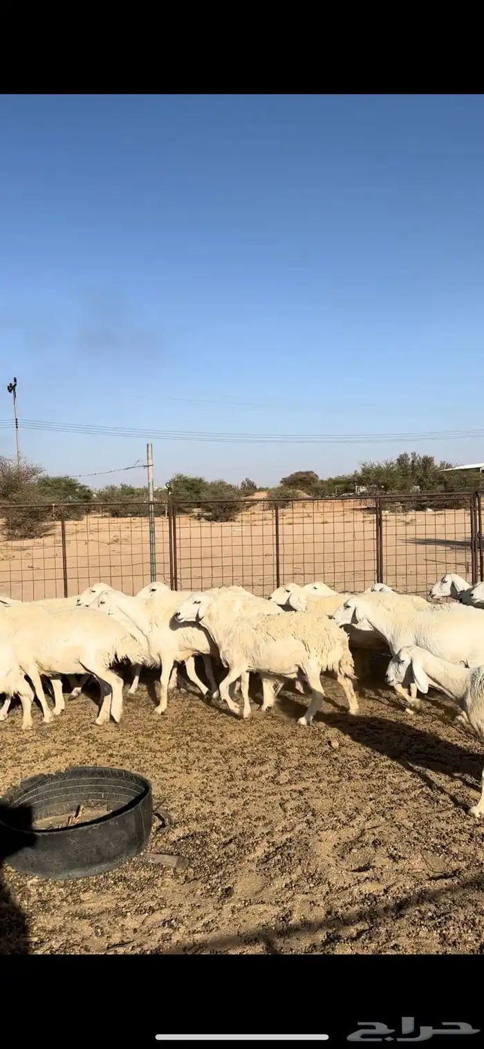 حريات دفيع 3
