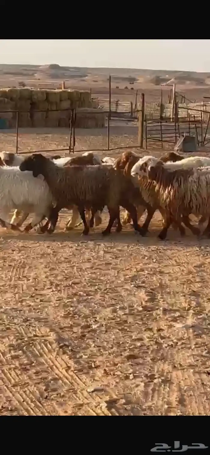 غنم مراح واحد اكثرها نعيم وأشباب 1