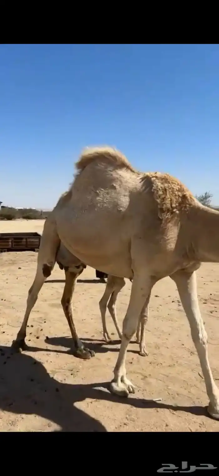 خلفه مصغر وضحى اراك غزير 2