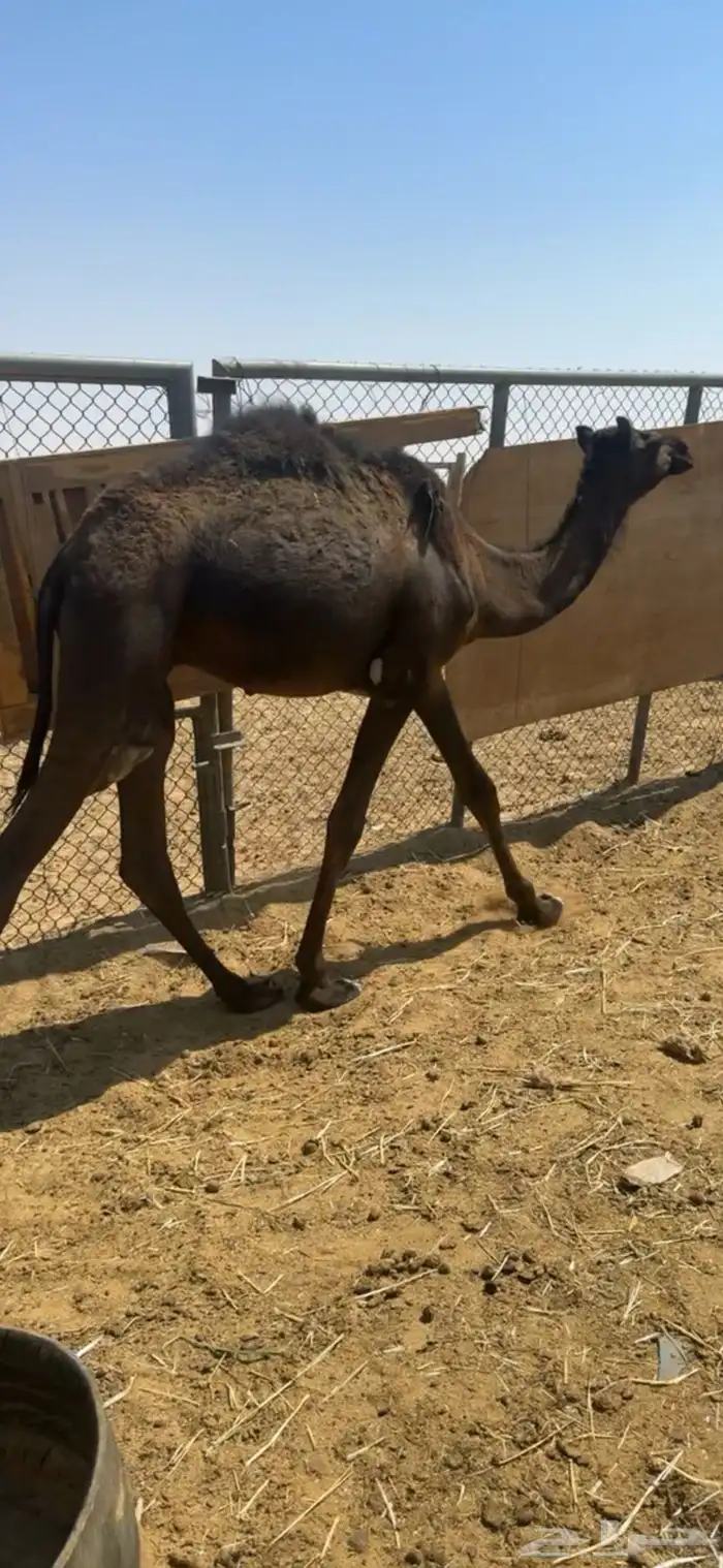 قعدان مجاهيم طيبه عدد 3 14