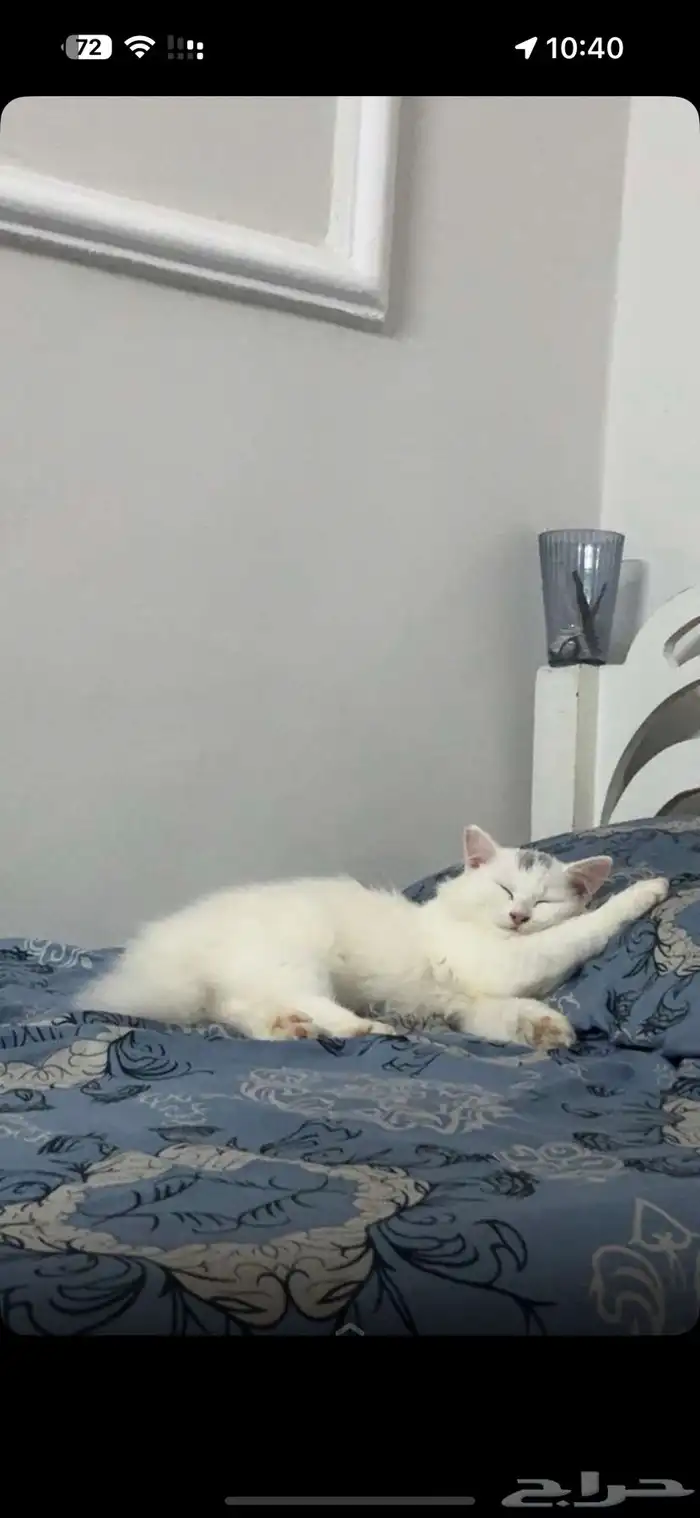 ذكر وانثى 0