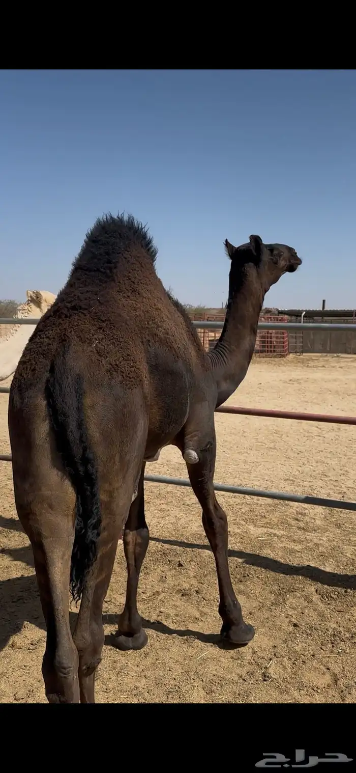 حشوان مغلقة 0