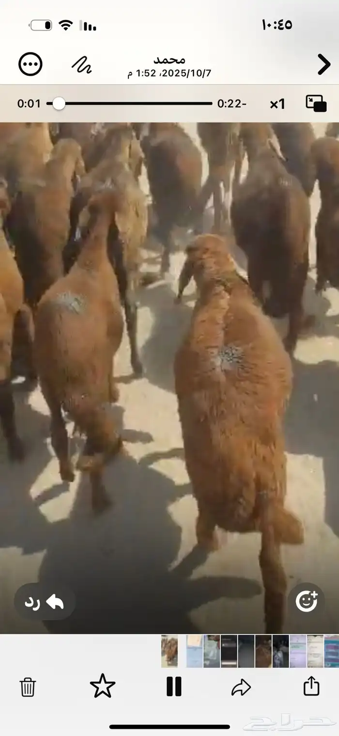 غنم سواكن سواكنى نوع حمرى مربى اقرء العرض 5