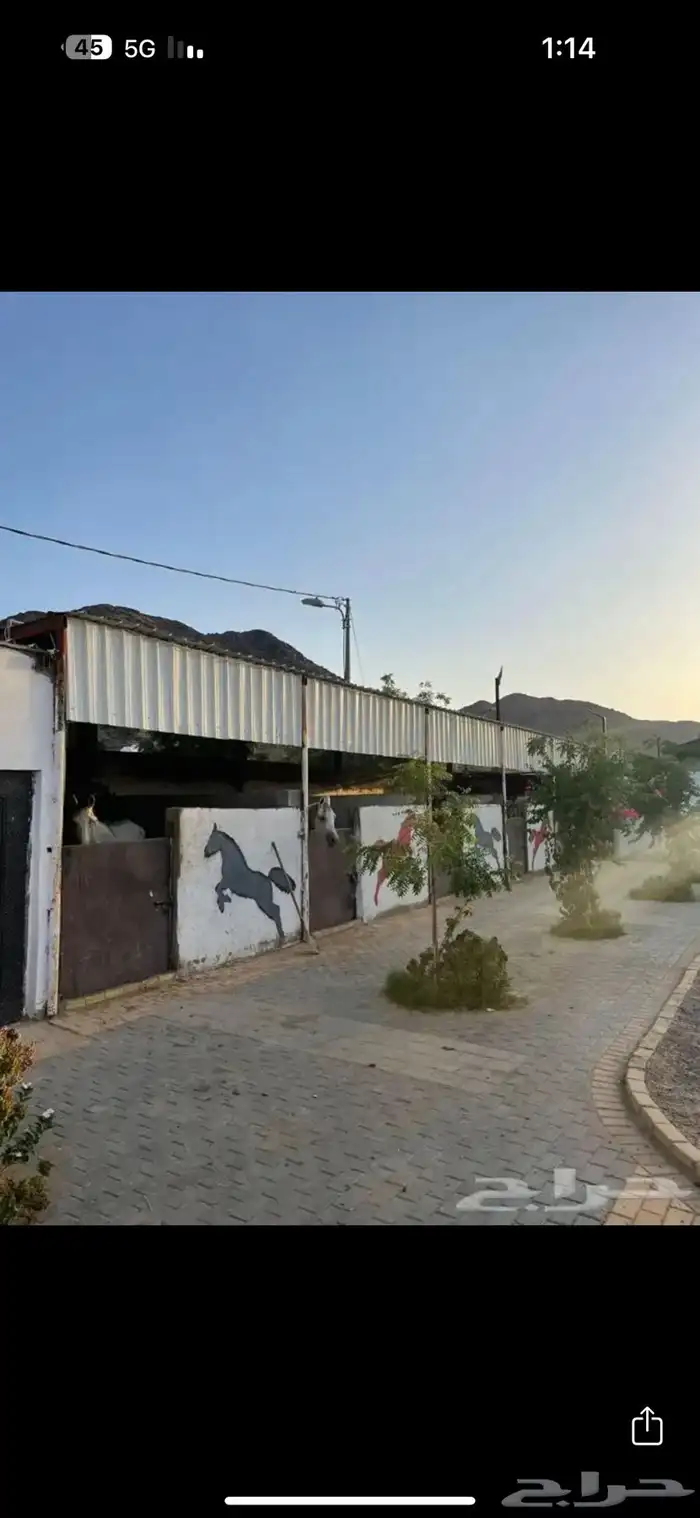 مربط ايواء وعسف الخيل 3