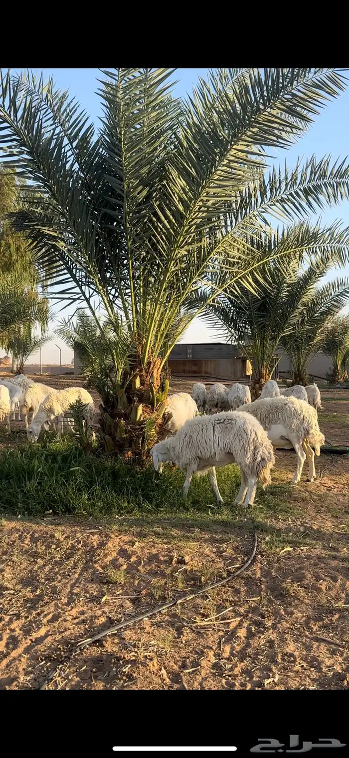 شوهات حريات 1