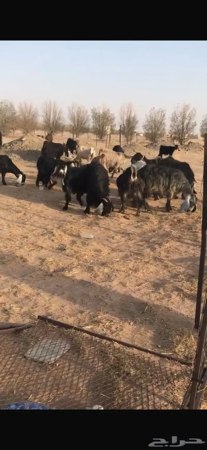 معزا عوارض 2