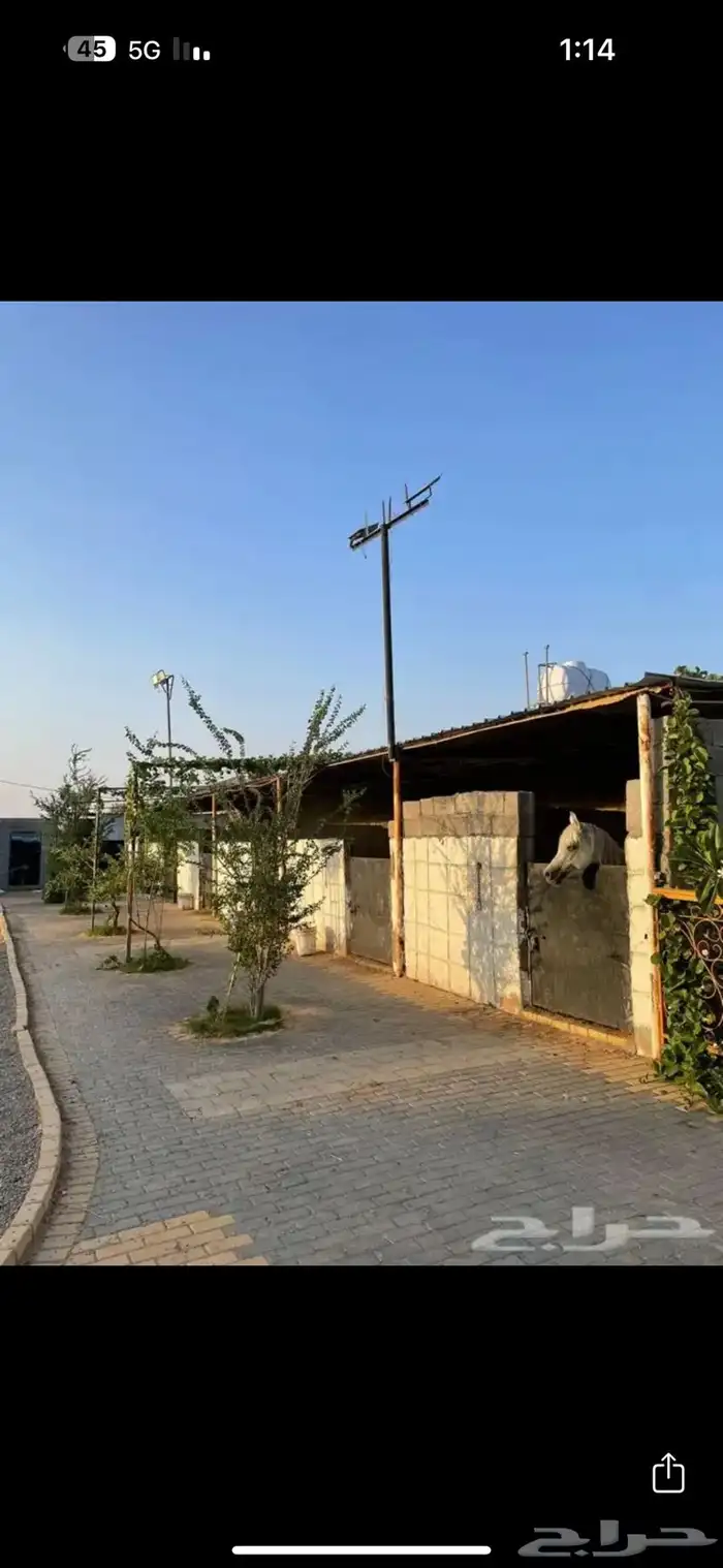 مربط ايواء وعسف الخيل 0