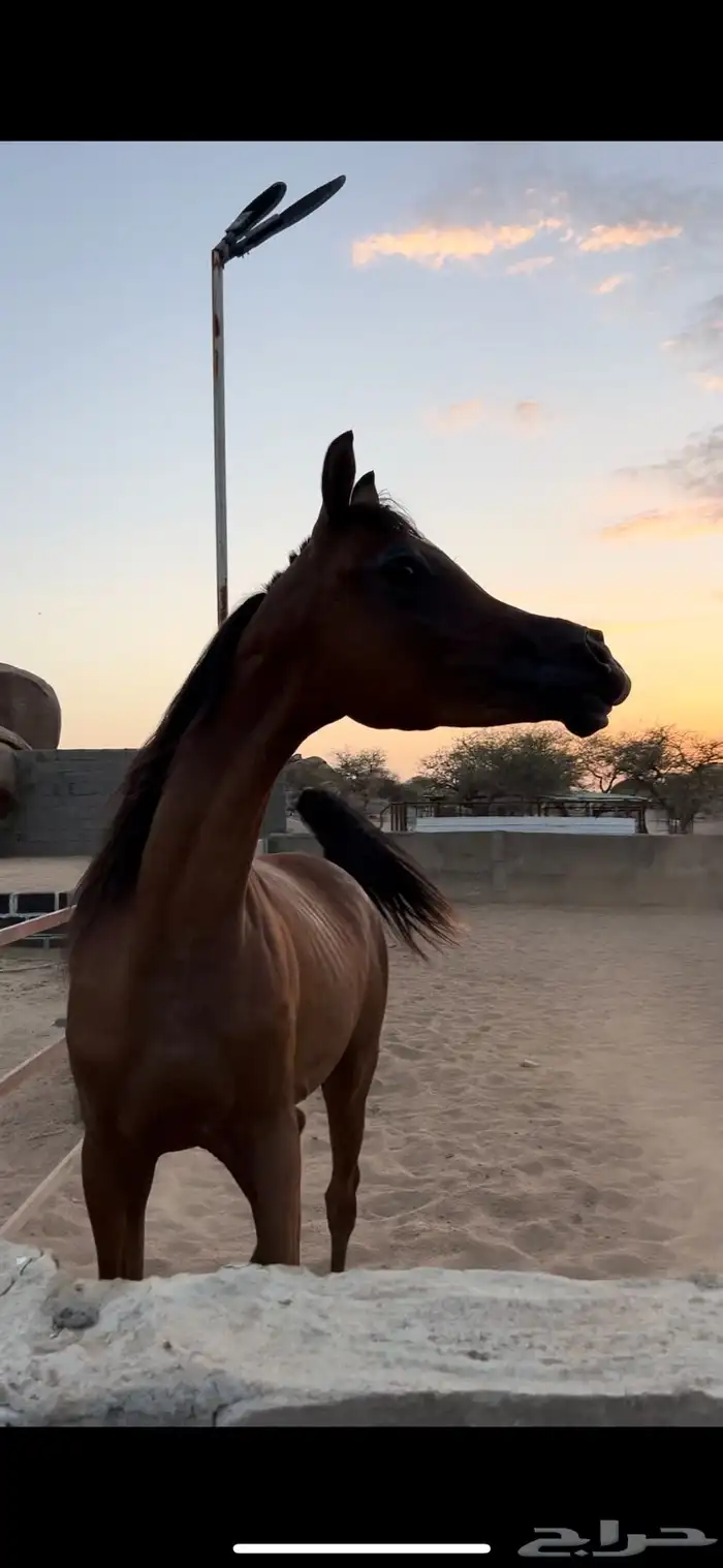 مهره مميز ابنة فادي الشقب 3