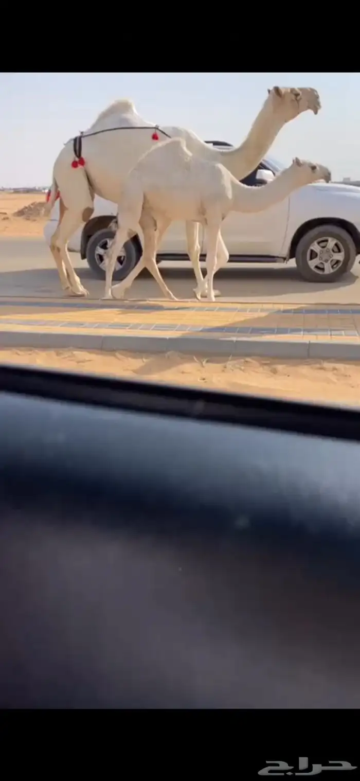 عشرا وضحا عونيه ضغط عالي قويه بنتها باتليه كفو 1