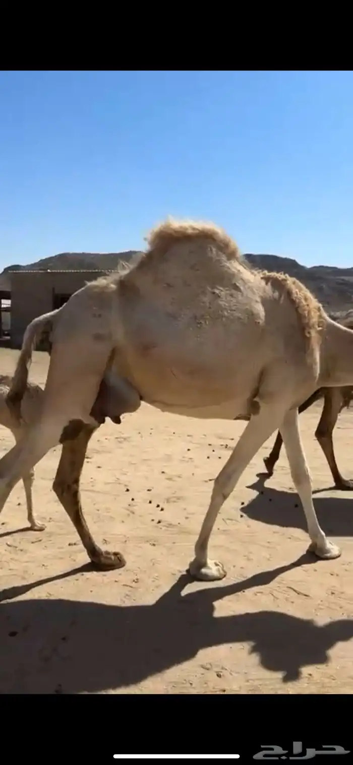 خلفه مصغر وضحى اراك غزير 1