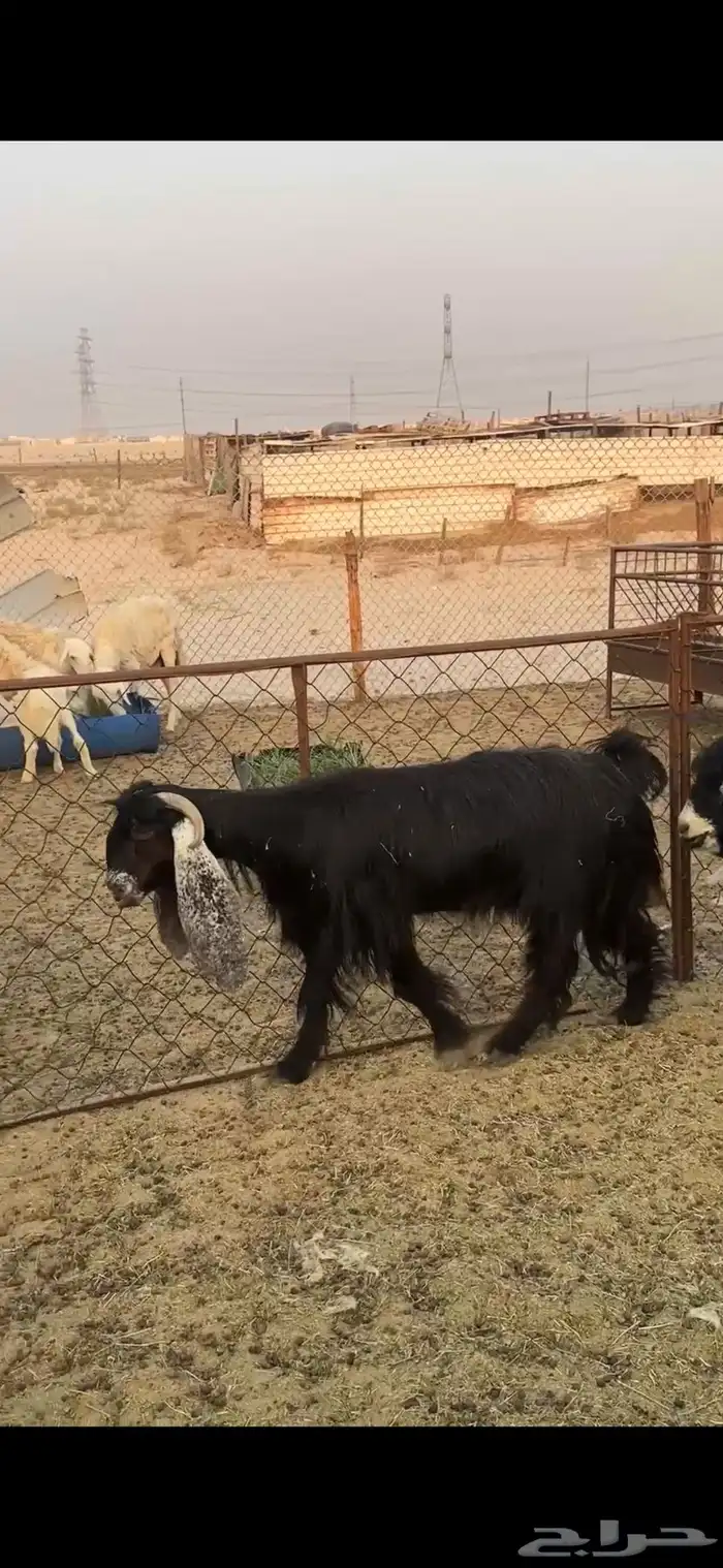 معزا للبيع دفيع فيهم صفات ووحده سديس 0